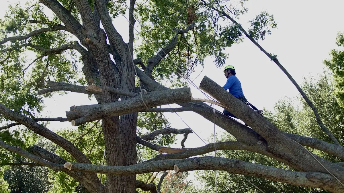 Professional Crown Thinning performed by certified arborists in Metz